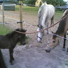 Anden særlig race Dunn