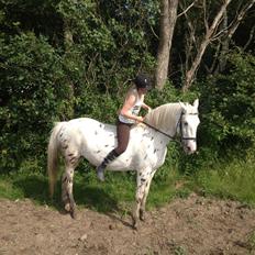 Knabstrupper Friis' Mira