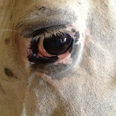 Knabstrupper Friis' Mira