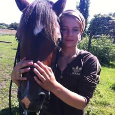 Welsh Cob (sec D) Valhallas Charlie Brown