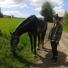 Hollandsk Varmblod Wodan (Grumse)