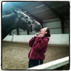 Hollandsk Varmblod Wodan (Grumse)