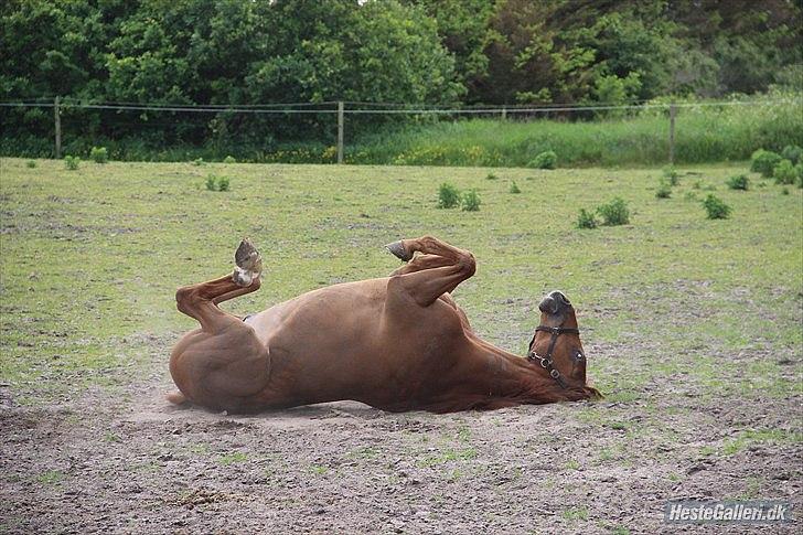 Dansk Varmblod Fjællebroens Excalibur billede 4