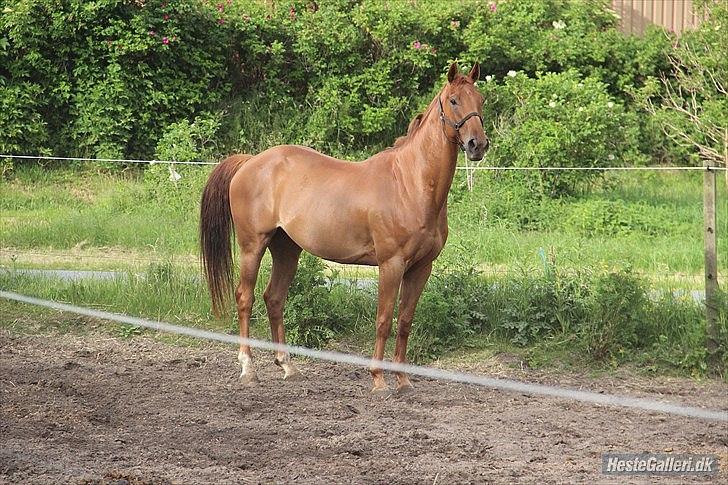 Dansk Varmblod Fjællebroens Excalibur billede 5