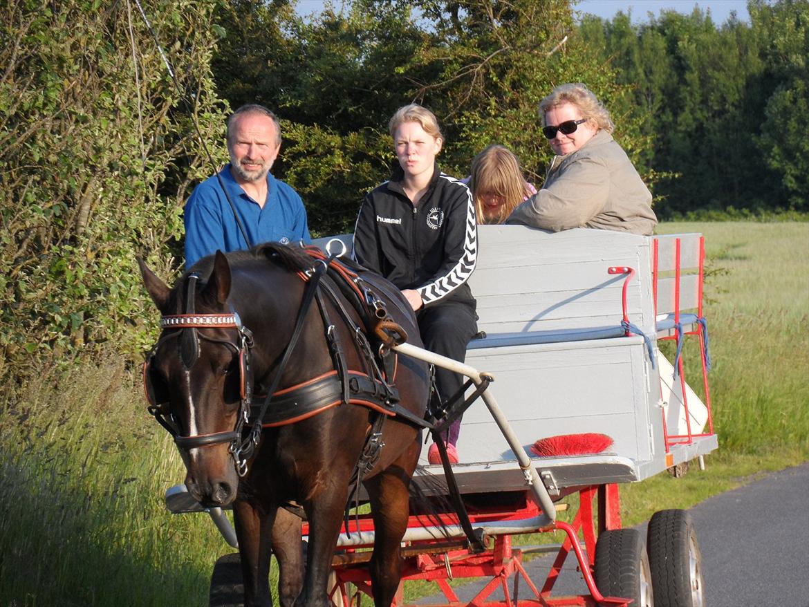 Anden særlig race Flemming - skøn aften med en skøn familie og en super dejlig hest <3 billede 18