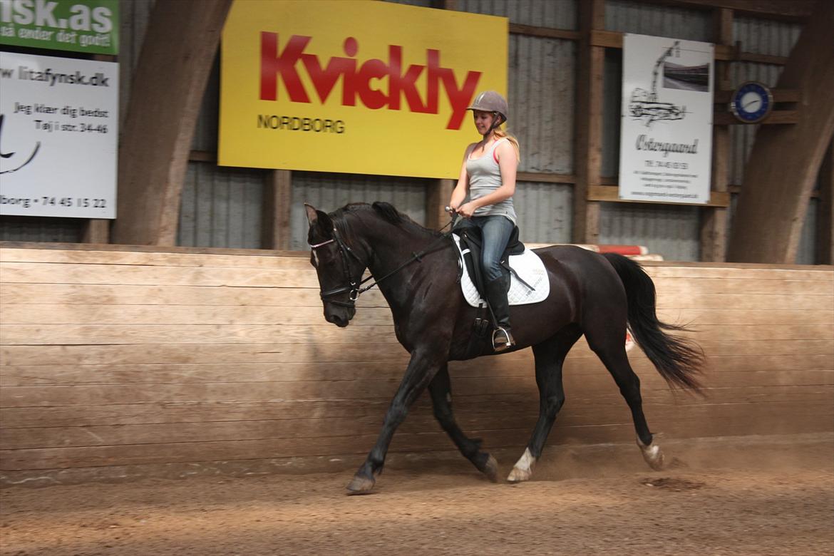 Schweres Warmblut Linde (Red) billede 3