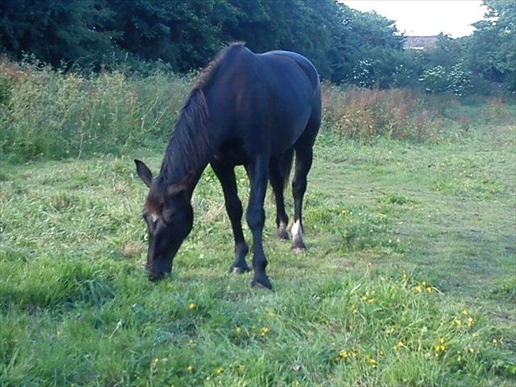 Schweres Warmblut Linde (Red) billede 6