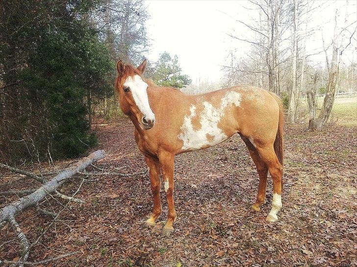 Anden særlig race Livmoder billede 1