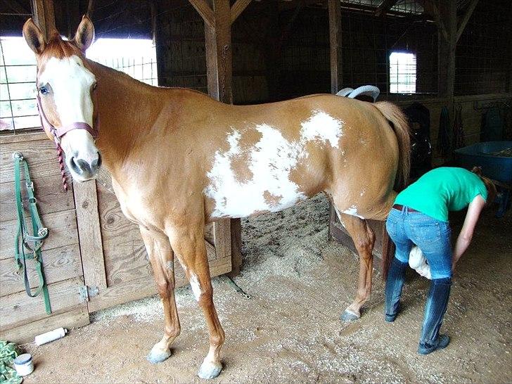 Anden særlig race Livmoder billede 11
