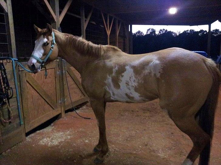 Anden særlig race Livmoder billede 14