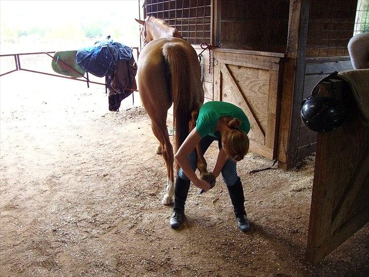 Anden særlig race Livmoder billede 12