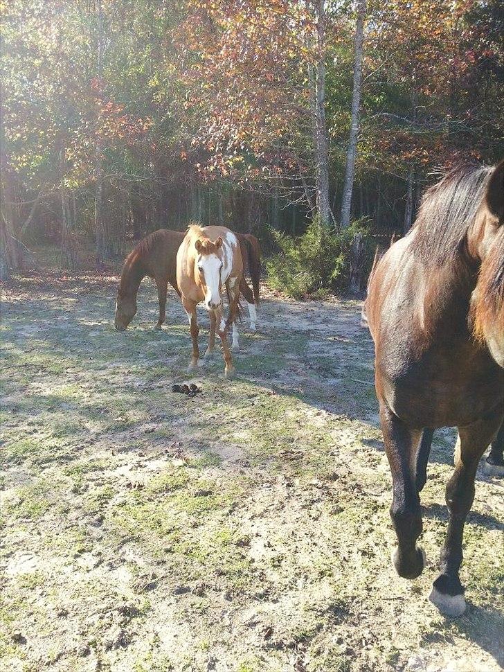 Anden særlig race Livmoder billede 3