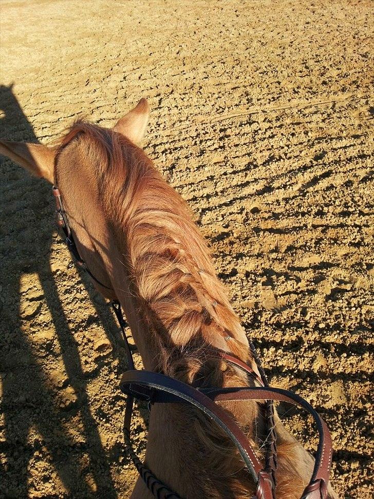 Anden særlig race Livmoder billede 2