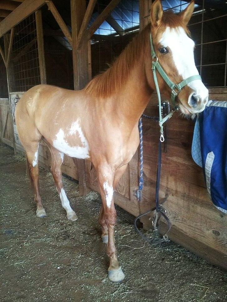 Anden særlig race Livmoder billede 8