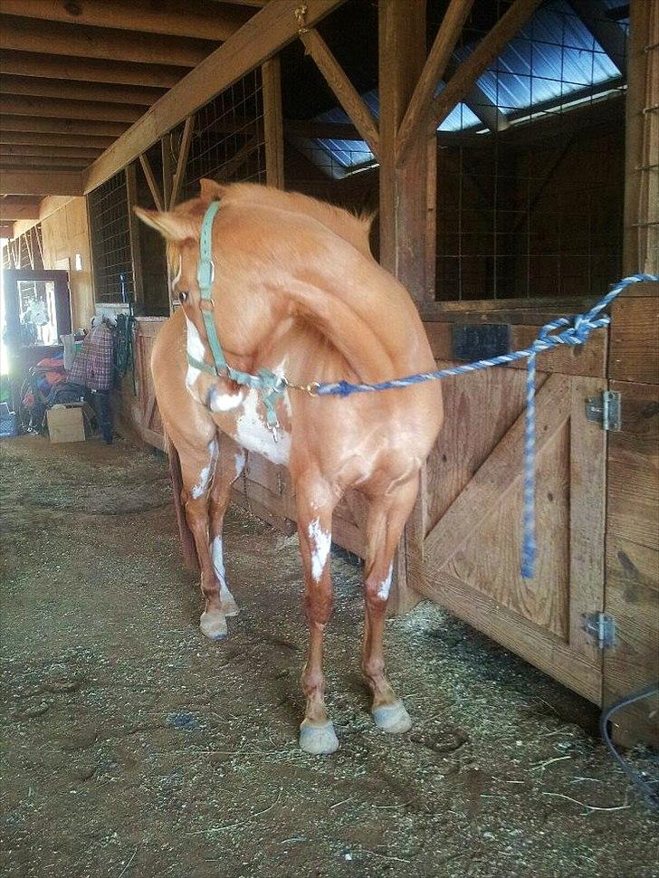 Anden særlig race Livmoder billede 9