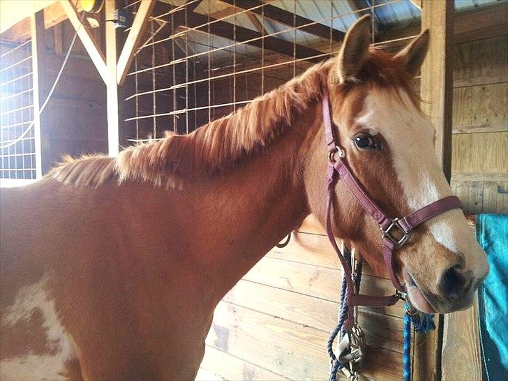 Anden særlig race Livmoder billede 10