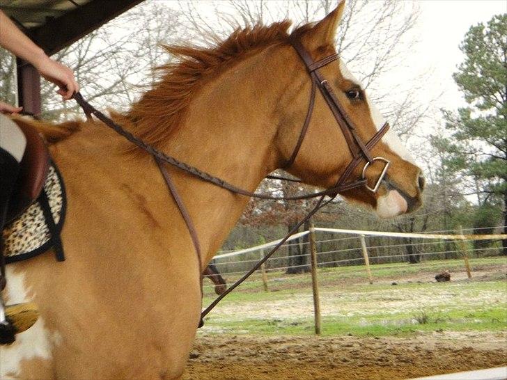 Anden særlig race Livmoder billede 13