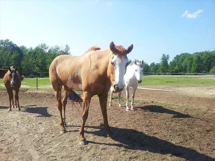 Anden særlig race Livmoder billede 4