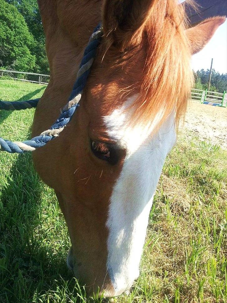 Anden særlig race Livmoder billede 6