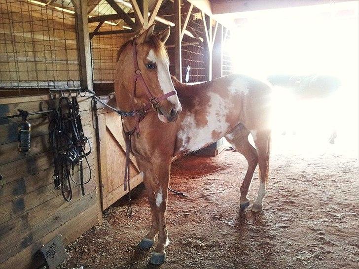 Anden særlig race Livmoder billede 7