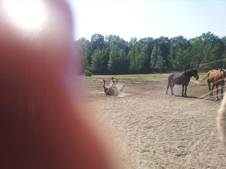 Anden særlig race Livmoder billede 5