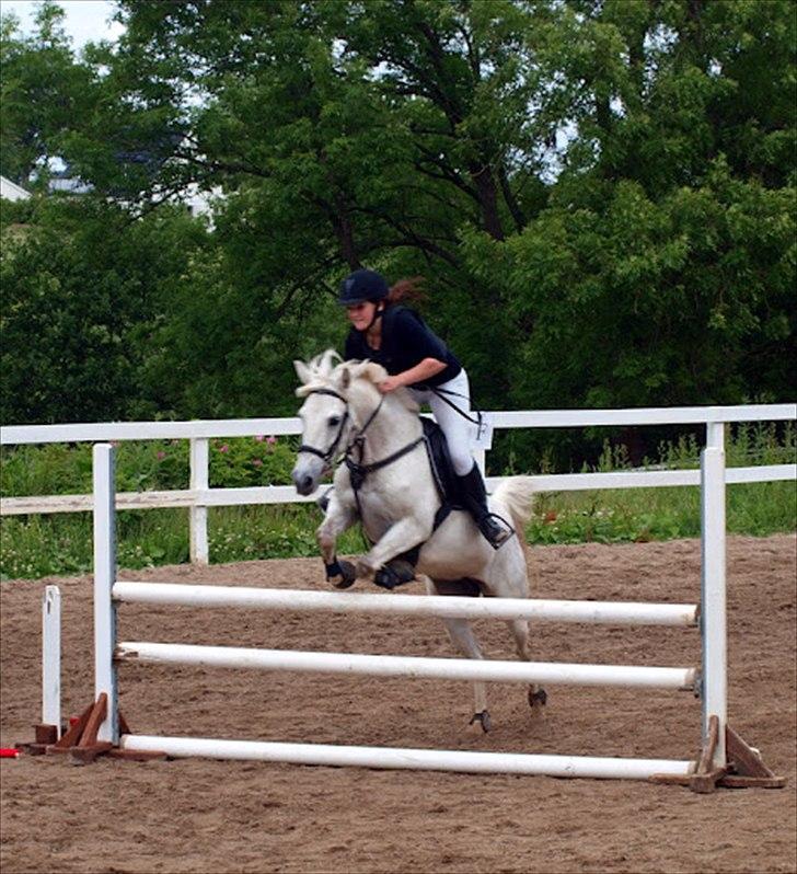 Anden særlig race Silver - La på Ker. :-) billede 17