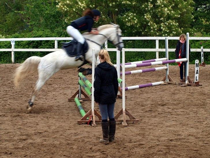 Anden særlig race Silver - La på Ker. :-) billede 18