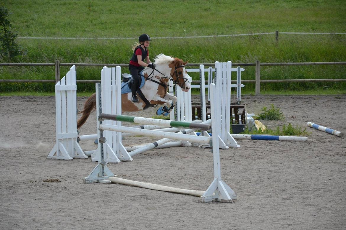 Hollandsk Sportspony Pablo P. (Nuttie) Solgt og savnet!!:'-( - (14) du er så dejlig nuttie<3
Foto: Sille Bovedt billede 10