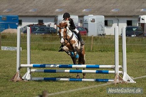 Hollandsk Sportspony Pablo P. (Nuttie) Solgt og savnet!!:'-( - (7) spring Nuttie! til stævne på hashøj rideklub.
Foto: Peter torngaard billede 5