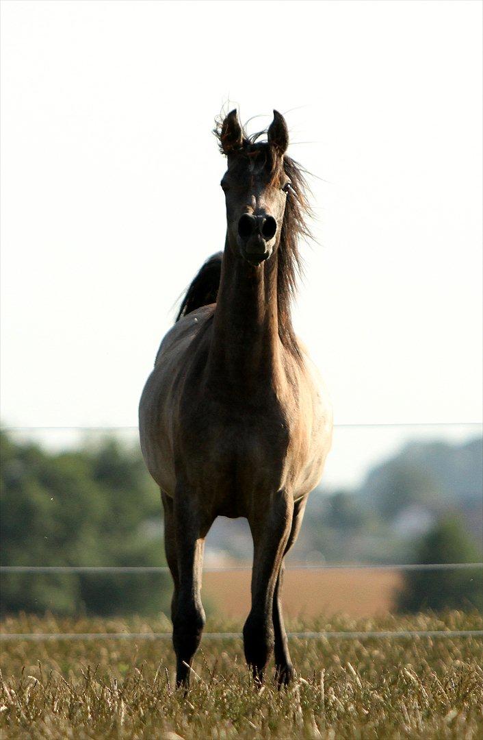 Arabisk fuldblod (OX) Al Safiyyah - Safiyyah, 1 år. 30. juni 2012. Foto: Mig billede 1
