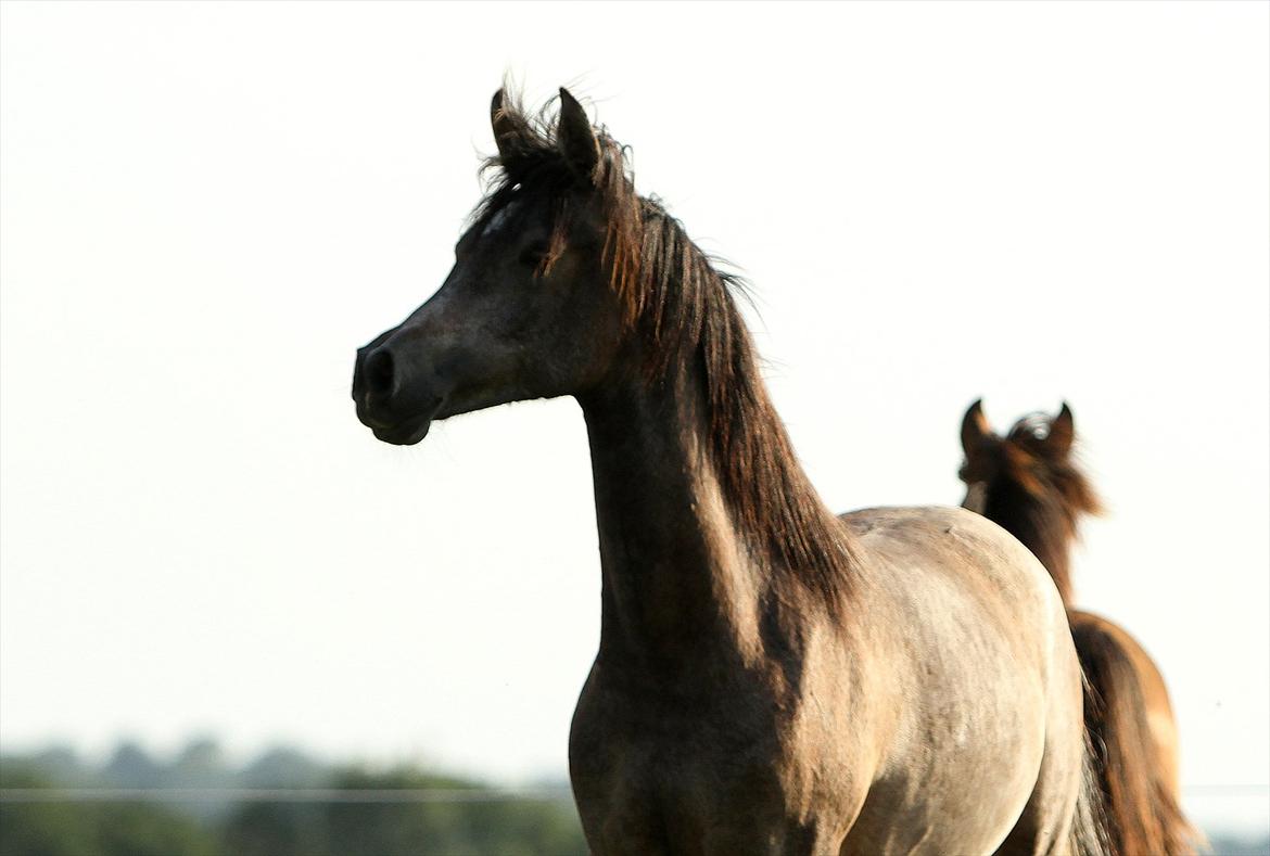 Arabisk fuldblod (OX) Al Safiyyah - Safiyyah, 1 år. 30. juni 2012. Foto: Mig billede 2