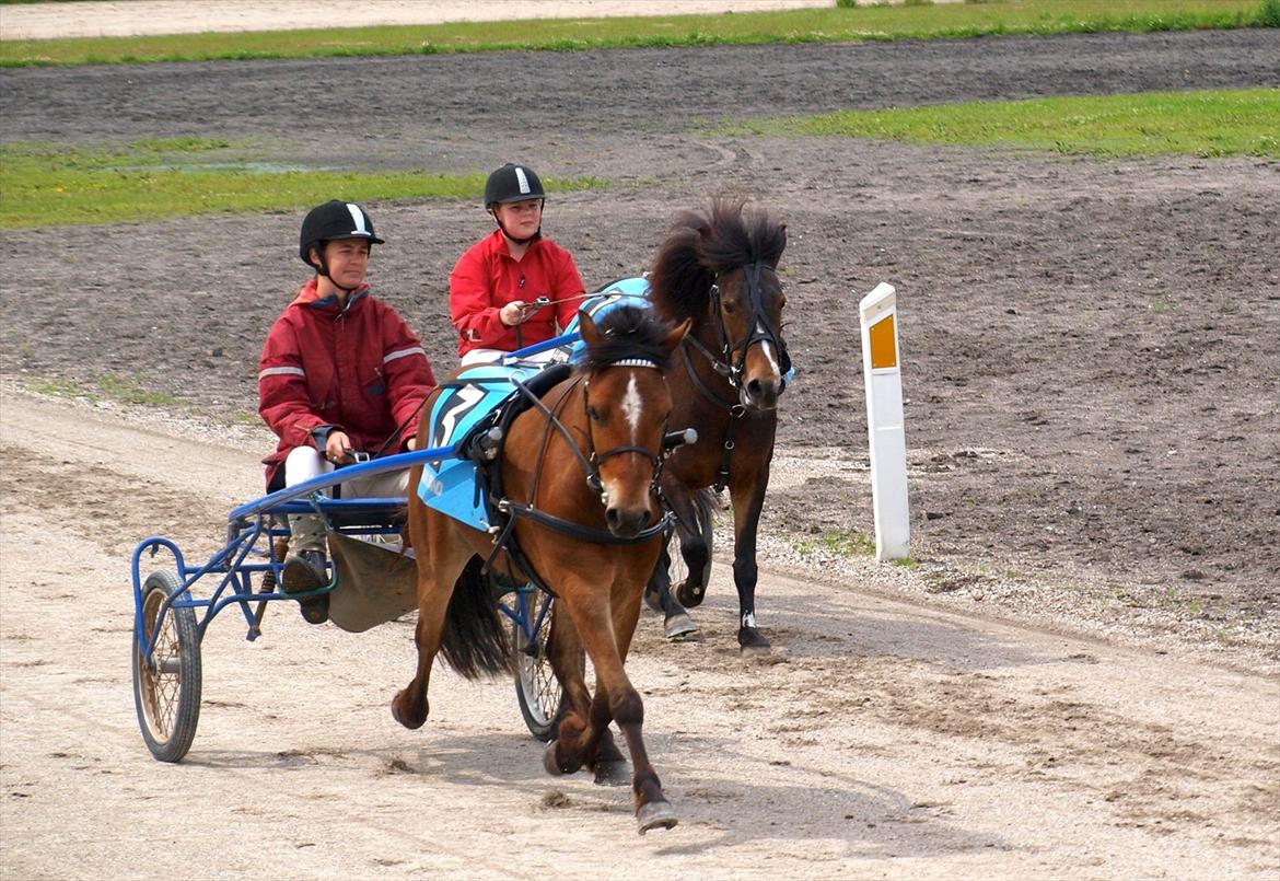 Gotlandsruss Pegasus Pan billede 13