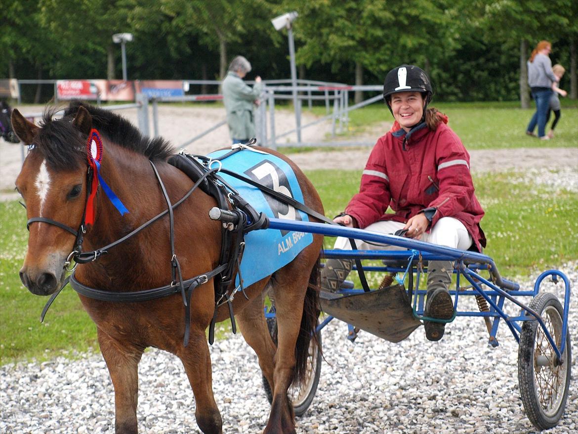 Gotlandsruss Pegasus Pan billede 14