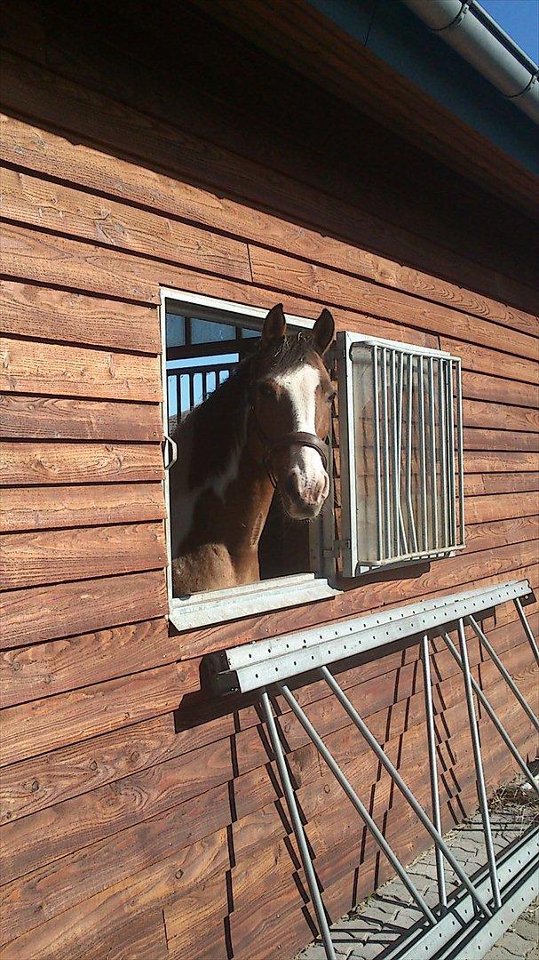 Anden særlig race Marry Poppins billede 11
