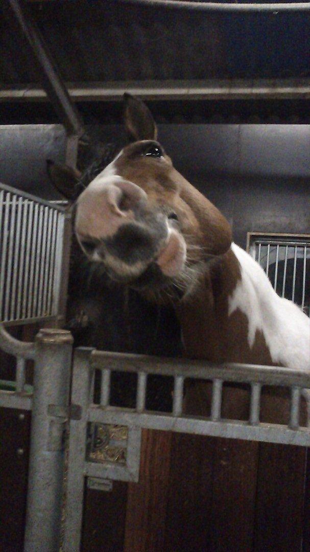 Anden særlig race Marry Poppins billede 12