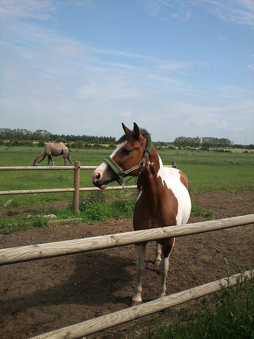 Anden særlig race Marry Poppins billede 13