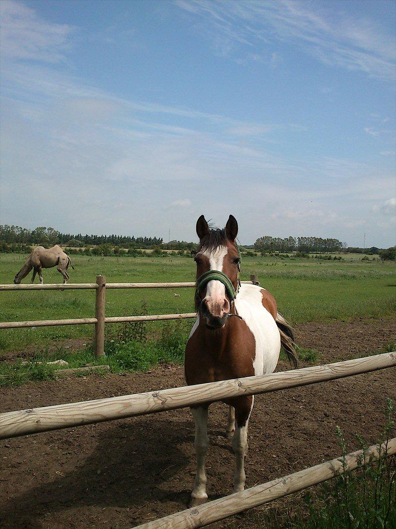 Anden særlig race Marry Poppins billede 14
