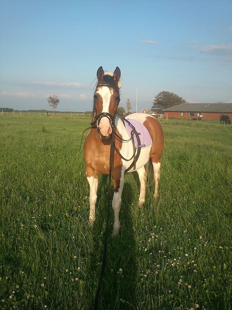 Anden særlig race Marry Poppins billede 15