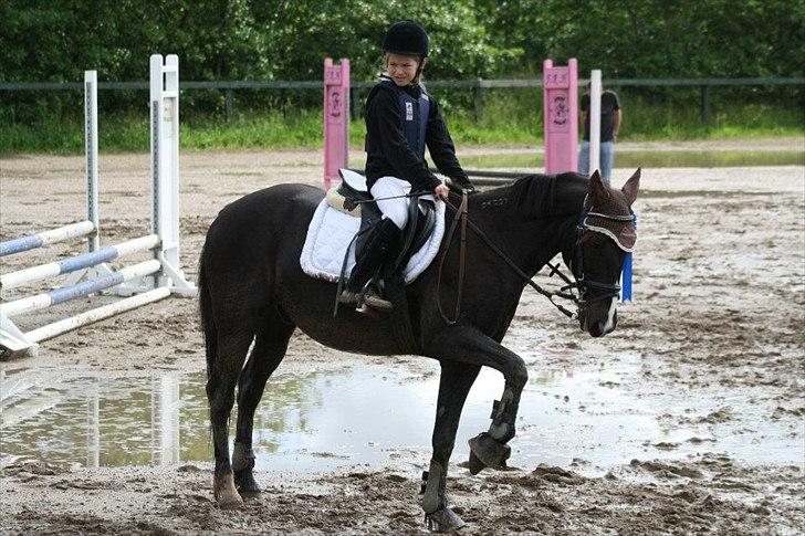 Traver Sir Nim billede 4