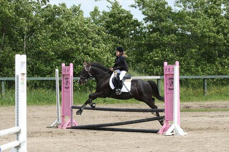 Traver Sir Nim billede 5