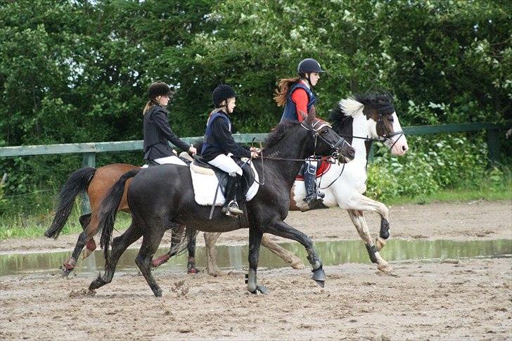 Traver Sir Nim billede 7