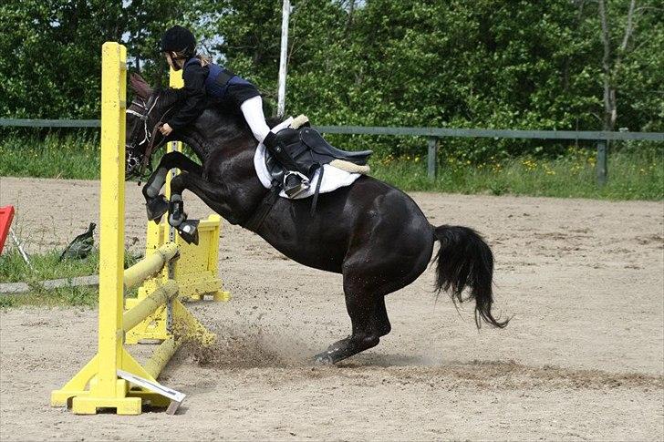 Traver Sir Nim billede 3