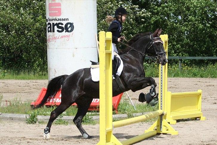 Traver Sir Nim billede 12