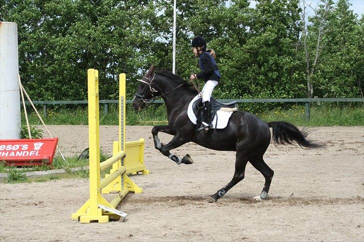 Traver Sir Nim billede 15