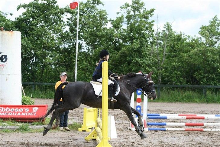 Traver Sir Nim billede 16