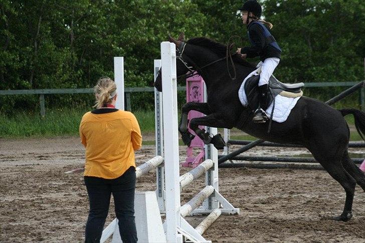 Traver Sir Nim billede 2