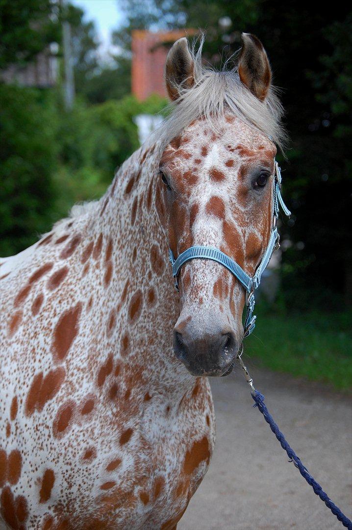 Knabstrupper COMETT - Foto: Stephanie L. Carlsen billede 17