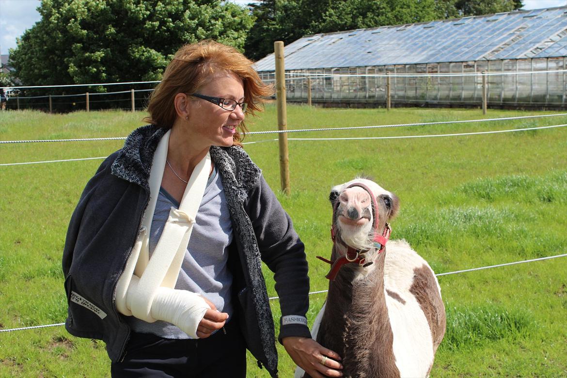 Irish Cob Haven´s Mella - Hvem sagde kamel, næ jeg nyder bare at blive kløet, det er altså mig Mella. :o) billede 15