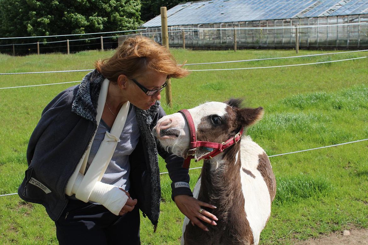 Irish Cob Haven´s Mella - Du skal godt nok ha en lille mysser for den kløtur, det var dejligt. billede 16