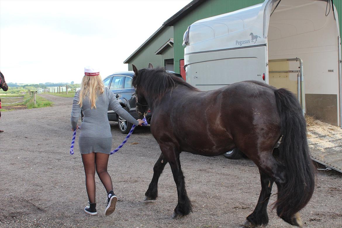 Barockpferd McArthur *SOLGT* - Arthur og hans elskede Julie, på vej ud til folden på Enggården ved Julie. Arthur skal være på rideferie hos Julie i en måned, sammen med Quella. billede 13